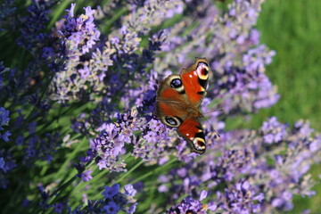 Motyl