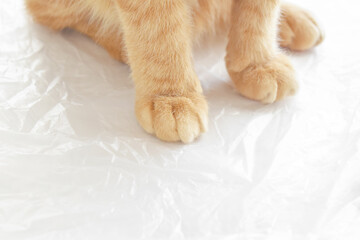 Ginger cat paw closeup. Cat sitting on white plastic bag. 