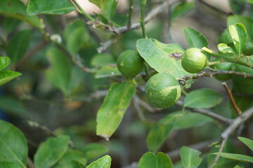 lime or lemon fruit on tree