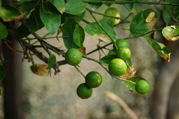 lime or lemon fruit on tree