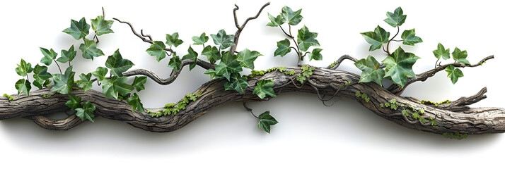Twisted Branch with Ivy Growing Isolated on a Transparent,
Sphagnum Moss ClumpLike Growth Rotting Log Grows in a Clump Plant and Log on White Background
 - obrazy, fototapety, plakaty