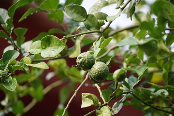 Bergamot Thai on the tree are fragrant and sour. Can be used as an herb Use leaves and fruits in...