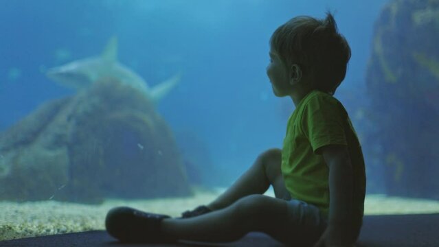 A boy is sitting in front of a shark tank