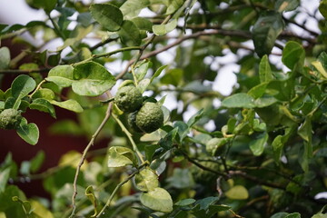 Bergamot Thai on the tree are fragrant and sour. Can be used as an herb Use leaves and fruits in...