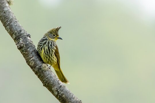 striated bulbul or Alcurus striatus observed in Khonoma in Nagaland, India