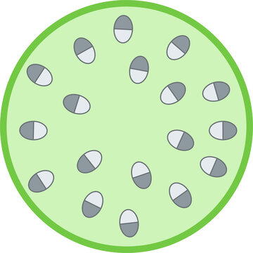 Internal structure of monocot stem.