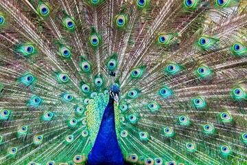 Fototapeta premium Peacock