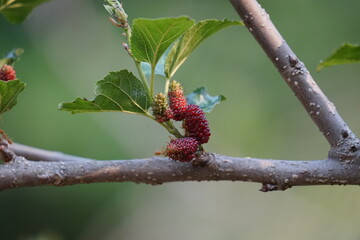 Red mulberry berry on a branch
