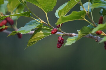 Red mulberry berry on a branch