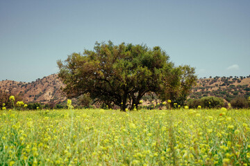Argan trees are a part of the Moroccan field
