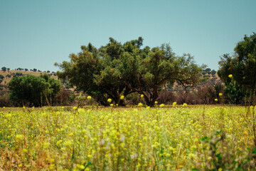 Argan trees are a part of the Moroccan field
