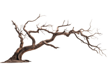 The Forgotten Sentinel of Seasons Passed. On a White or Clear Surface PNG Transparent Background.