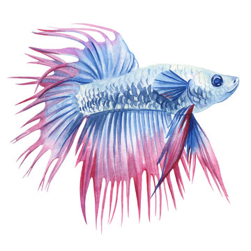 recommend clip art: aquarium fish watercolor isolated on white background. Marine life painting. Watercolor nautical colorful Betta fish