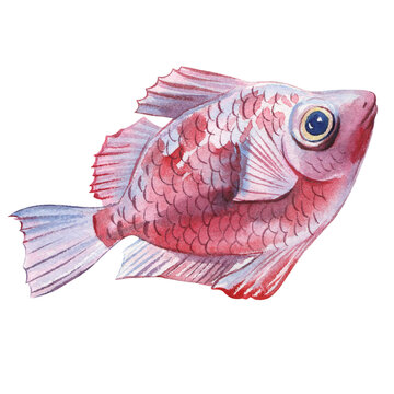 recommend clip art: Sea fish watercolor isolated on white background. Marine life painting. Watercolor nautical colorful tropical pink fish