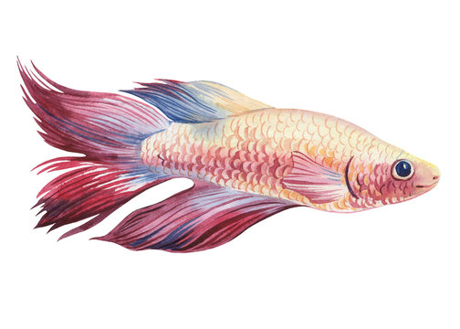 recommend clip art: aquarium fish watercolor isolated on white background. Marine life painting. Watercolor nautical colorful Betta fish