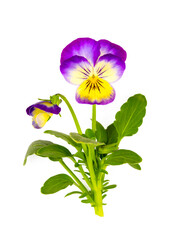 Pansy flower isolated on white background clipping path included. Spring garden viola tricolor