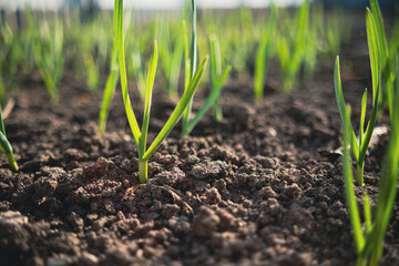 Garlic sprouts growing in rows in rich soil, illuminated by early morning light.