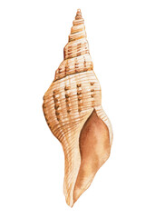 Seashell on isolated white background, watercolor painting illustration sea shell clipart for print, card, design