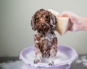 Woman shampooing brown mini toy poodle in grooming salon. 