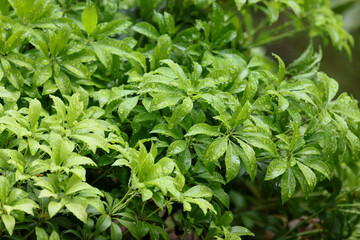新緑のお庭の花々　緑の季節