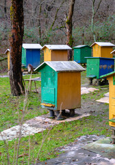 Traditional apiary in the forest. Raws of wooden, colorful bee hives. Beehive in bee-garden. Nest of any bee colony, hexagonal prismatic cells made of beeswax, called honeycomb. Honey production.