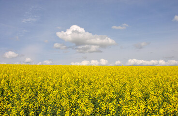 bright yellow field of blooming rapeseed and sky with clouds. beautiful landscape with a rapeseed field