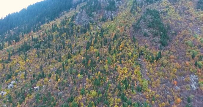 Dense mountain forest with patches of colorful autumn trees