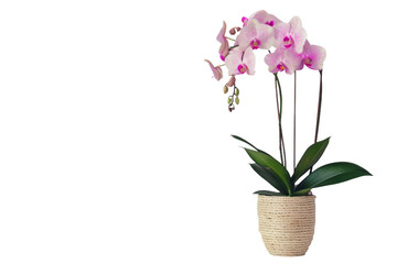 Naklejka na ściany i meble Orchid Plants Bring Grace On Transparent Background.