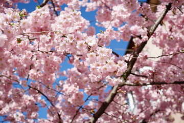 Blooming pink sakura on a blue background in Ukraine