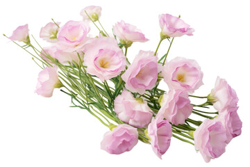 Fototapeta premium Blossoms of Elegance. On a White or Clear Surface PNG Transparent Background.