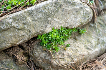 Sedum sarmentosum , dolnamul, between stones, close-up