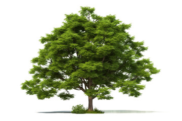 Fototapeta premium Verdant Canopy of Life. On a White or Clear Surface PNG Transparent Background.
