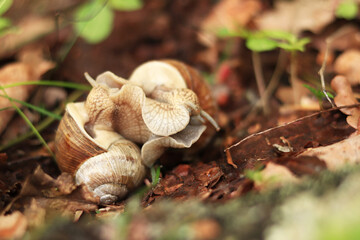 Snail breeding, nature in spring, close-up. Two snails intertwined with each other. Wildlife, details. A pair of snails makes love. Video of a loving couple of snails among the grass