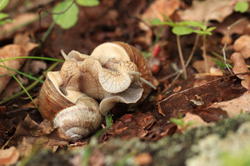 Snail breeding, nature in spring, close-up. Two snails intertwined with each other. Wildlife, details. A pair of snails makes love