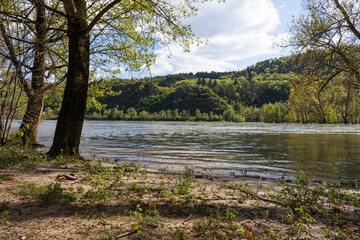 Auwälder am Rhein bei Ehrenthal (Sankt Goarshausen) April 2024
