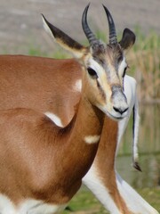 Antilope