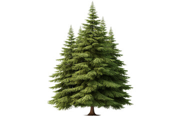 Majestic Pine Reaching for the Sky. On a White or Clear Surface PNG Transparent Background.