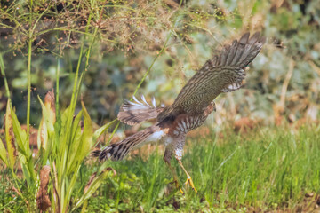 Common Buzzard flying in the meadow.