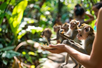 In a lush forest setting, a group of monkeys eagerly reach out to take food from a person's...