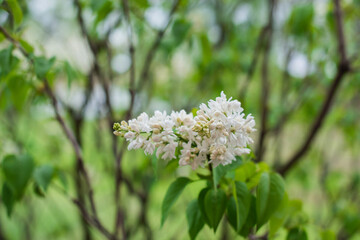 Close up image of lilac in garden, gardening and plants concept