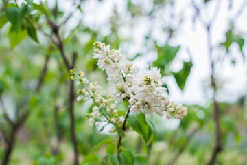 Close up image of lilac in garden, gardening and plants concept
