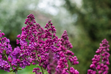 Obraz premium Close up image of lilac in garden, gardening and plants concept