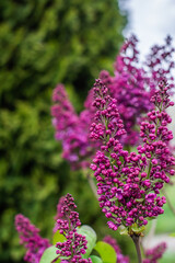 Close up image of lilac in garden, gardening and plants concept
