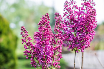 Obraz premium Close up image of lilac in garden, gardening and plants concept