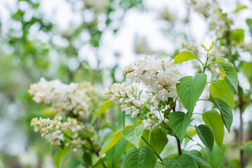 Close up image of lilac in garden, gardening and plants concept