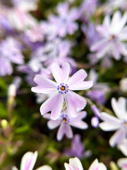 Fototapeta premium 紫色の芝桜のアップ
