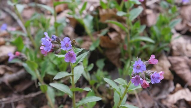 Pulmonaria blooms in different shades of purple in one inflorescence. First spring flowers. Close-up.