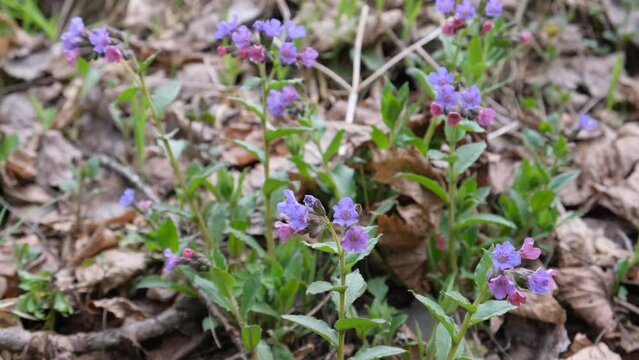 Pulmonaria officinalis. Pulmonaria officinalis blooms in the forest. Closeup.