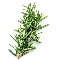 Fototapeta premium fresh rosemary on white background, Fresh green organic rosemary leaves and pepper isolated on white background.Fresh green organic rosemary leaves and pepper isolated on white background 