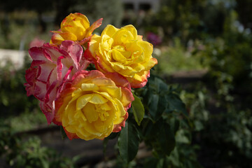 yellow roses in garden